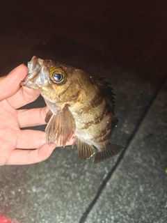 シロメバルの釣果