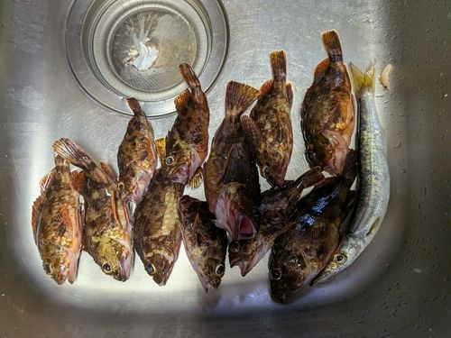 カサゴの釣果
