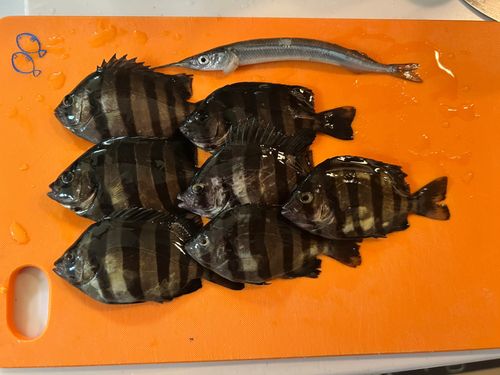 イシダイの釣果