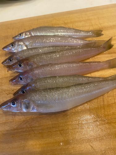 キスの釣果