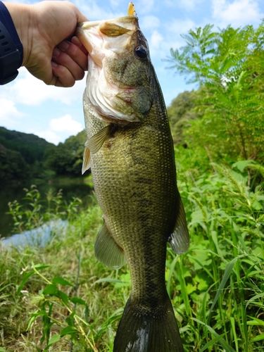 ラージマウスバスの釣果