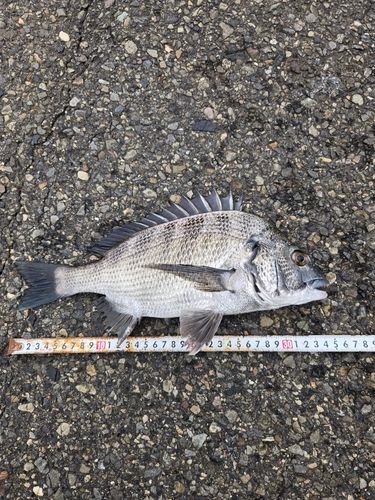 クロダイの釣果