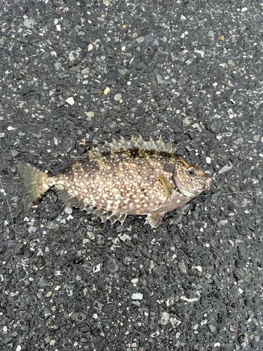 イサキの釣果