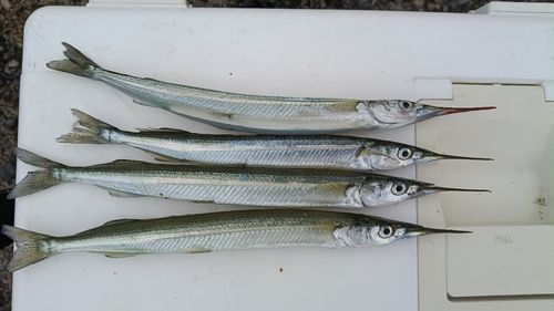 サヨリの釣果