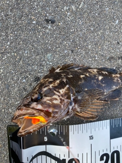 タケノコメバルの釣果
