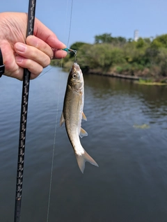 ウグイの釣果