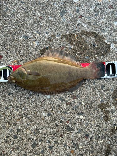 カレイの釣果