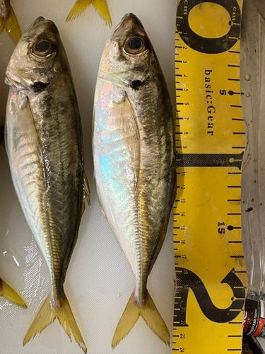 アジの釣果