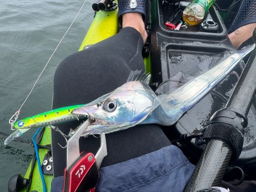 タチウオの釣果