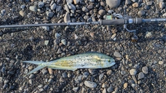シイラの釣果