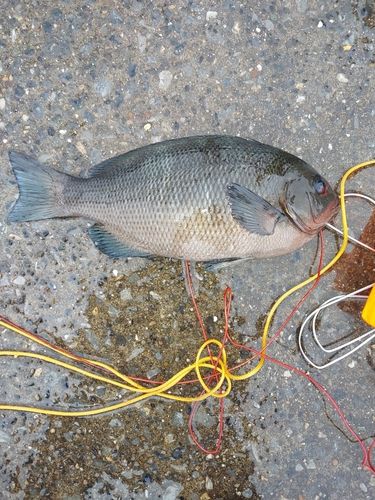 メジナの釣果