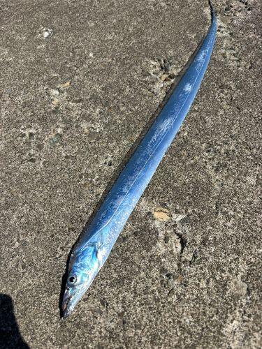 タチウオの釣果