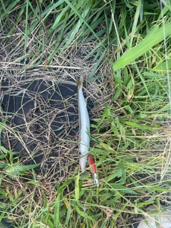 カマスの釣果