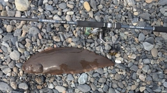 シタビラメの釣果