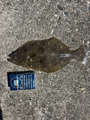 ソゲの釣果