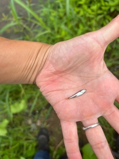 カワムツの釣果