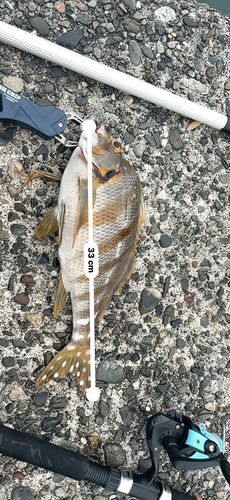 カワハギの釣果