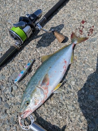 ワカシの釣果