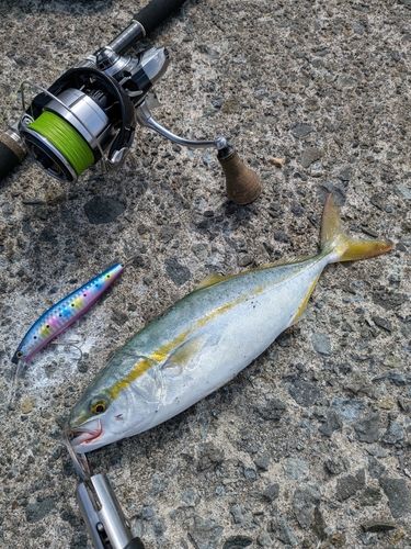 ワカシの釣果