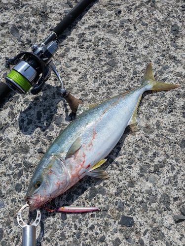 イナダの釣果