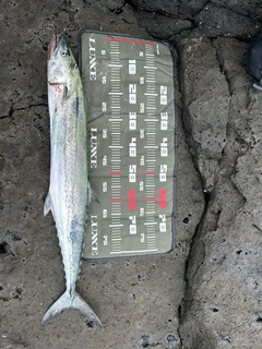 サワラの釣果