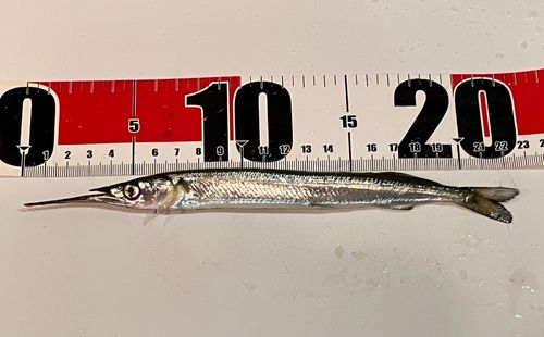 サヨリの釣果