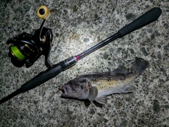 クロソイの釣果
