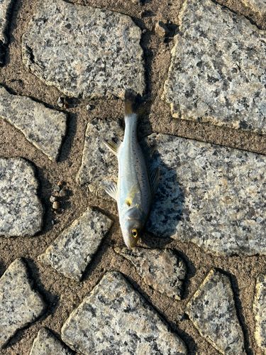 スズキの釣果