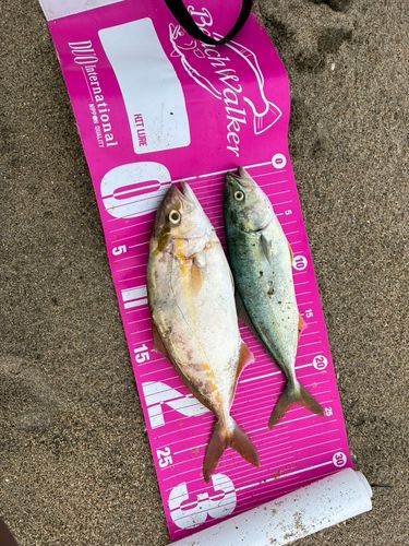 ショゴの釣果
