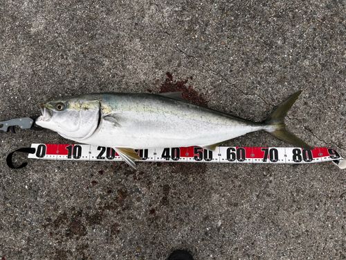 ブリの釣果