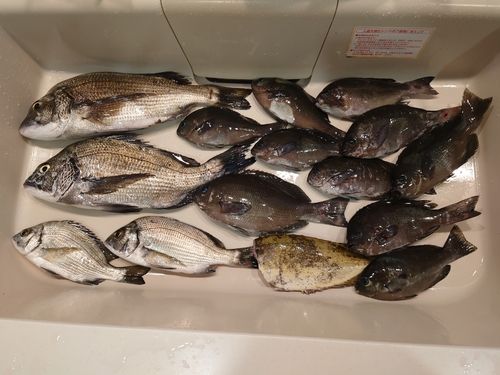 チヌの釣果