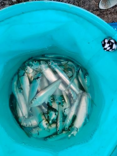 釣果