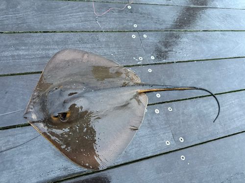 アカエイの釣果