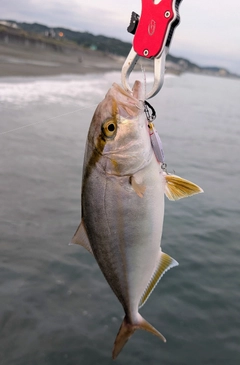 ショゴの釣果