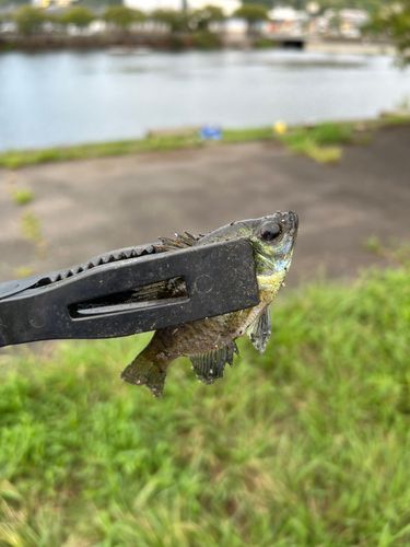 ブルーギルの釣果