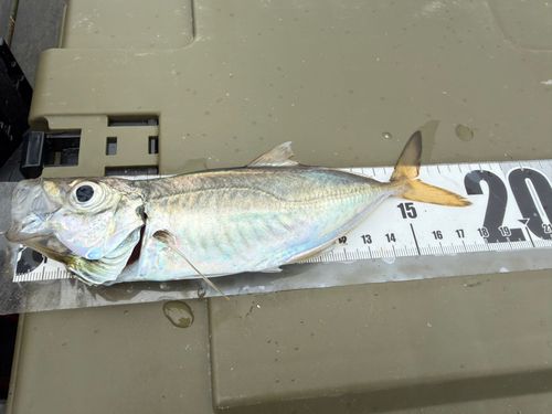 マアジの釣果