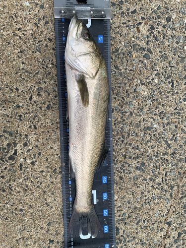 マルスズキの釣果
