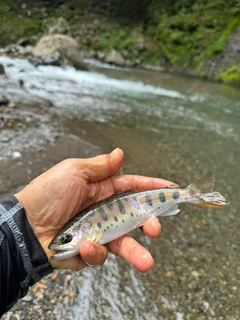 ヤマメの釣果