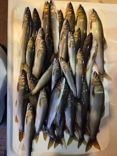 アユの釣果
