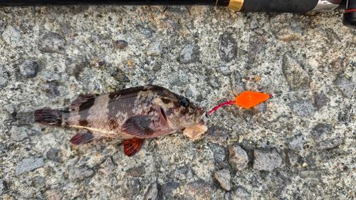 ムラソイの釣果