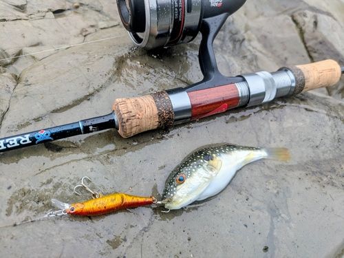 クサフグの釣果