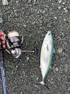 ソウダガツオの釣果