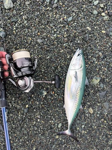 ソウダガツオの釣果