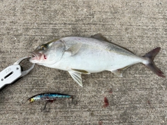 ネリゴの釣果