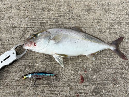 ネリゴの釣果