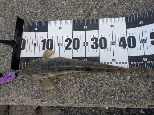 マゴチの釣果