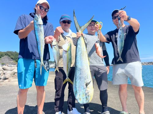 シイラの釣果
