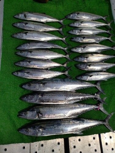 サワラの釣果