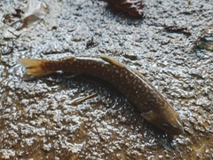 イワナの釣果