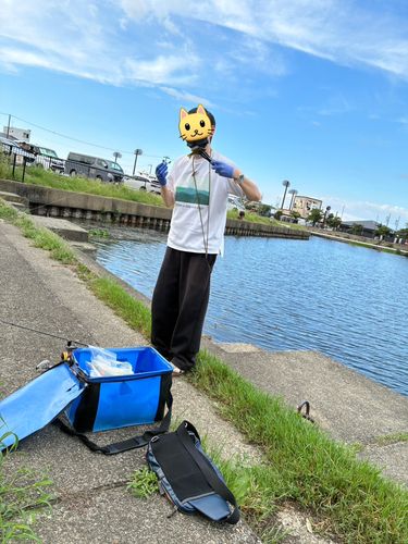 ブルーギルの釣果